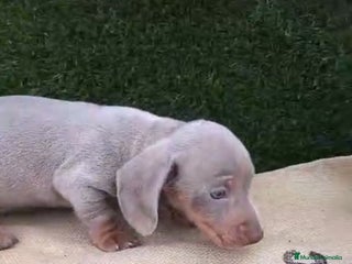 Teckel Miniatura perros Teckel Mini Isabellos - Anuncio 1