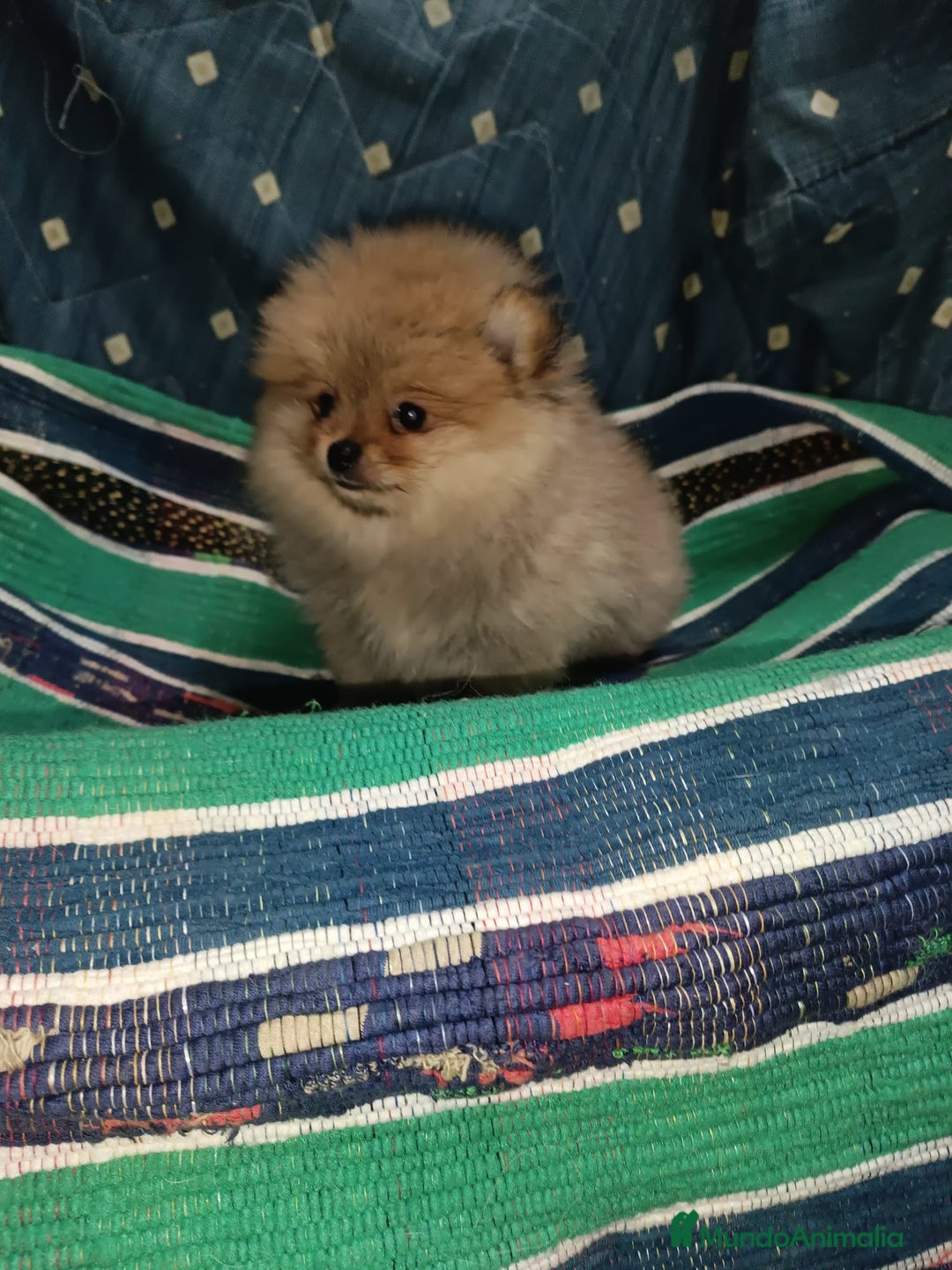 Pomerania perros en venta: MACHITO CHIQUITIN DE POMERANIA - Anuncio 3