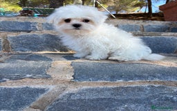 Bichón Maltés perros en venta: Bichon maltés toy macho listo para entregar!! - Imagen 3