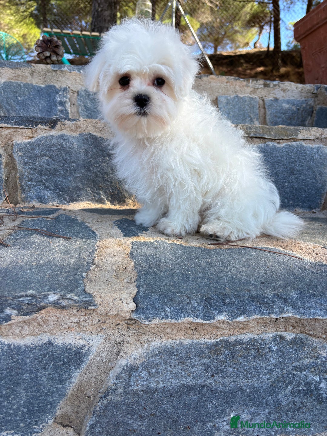 Bichón Maltés perros en venta: Bichon maltés toy macho listo para entregar!! - Imagen 3