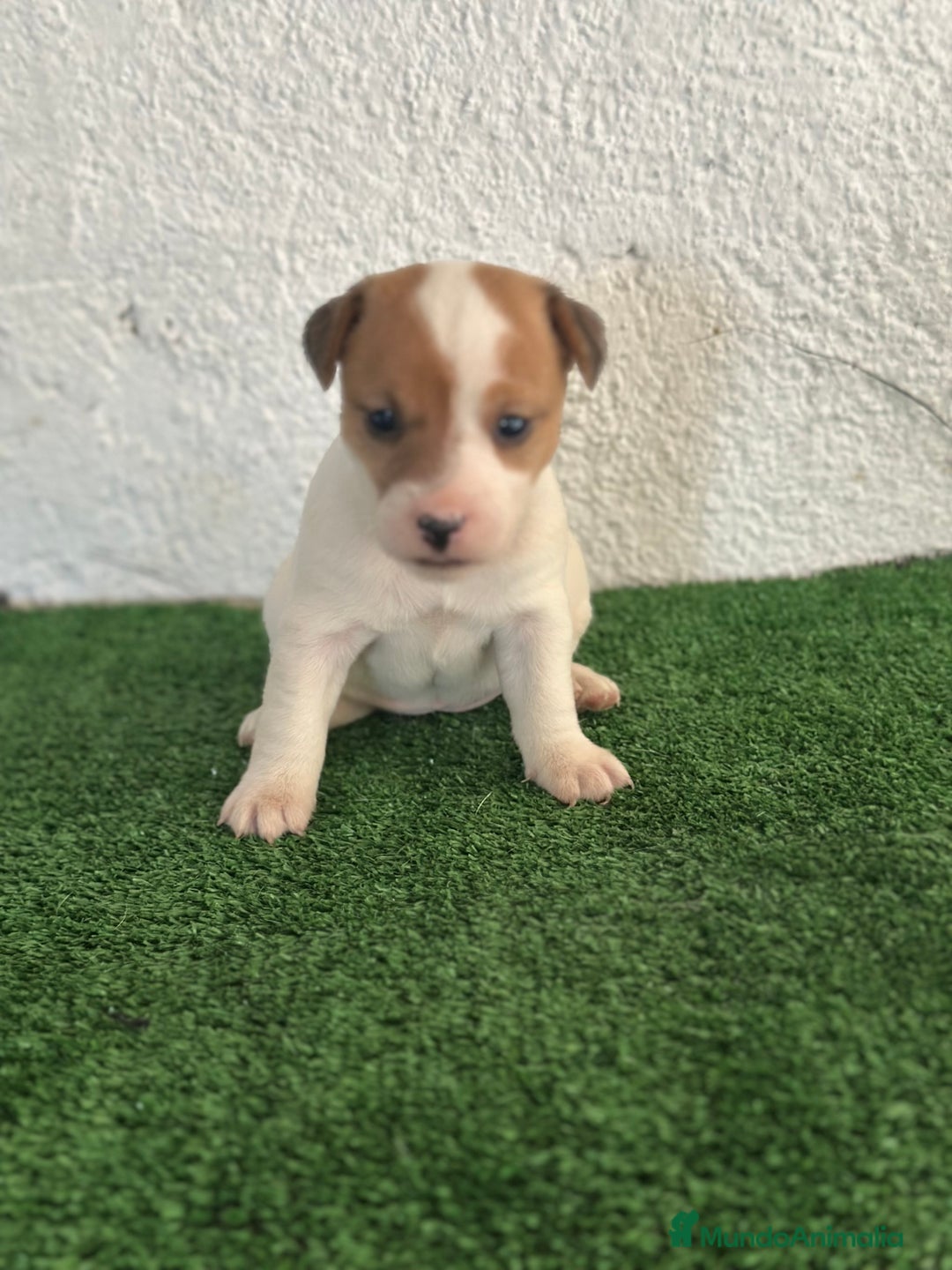 Jack Russell Terrier perros en venta: Jack Russell  en Madrid - Imagen 4