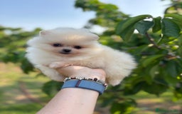 Pomerania perros en venta: Pomerania maravillosa raza !!! - Imagen 7