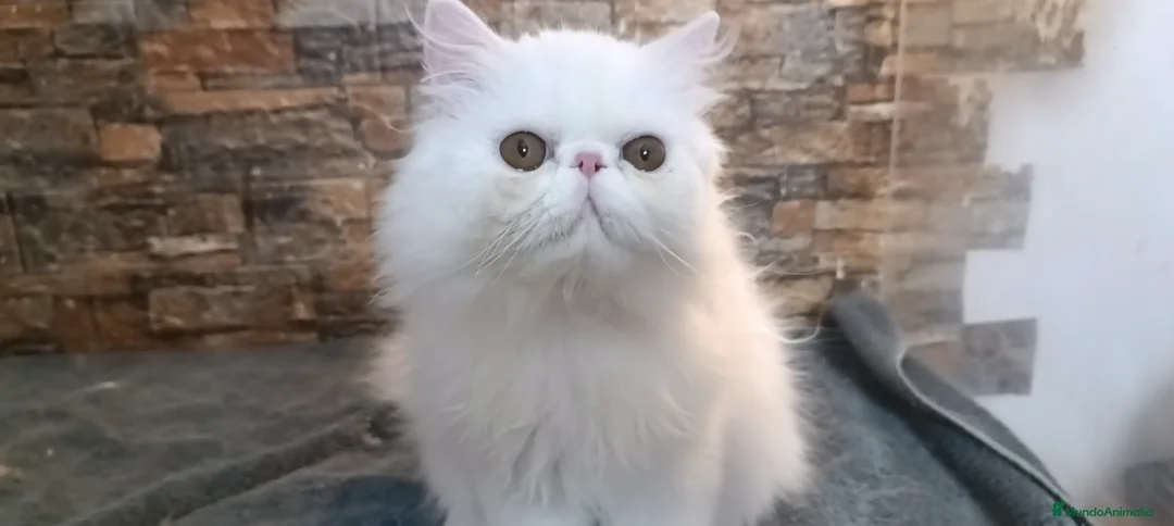 Persa gatos en venta: Gatita Pura Persa Blanca - Anuncio 3