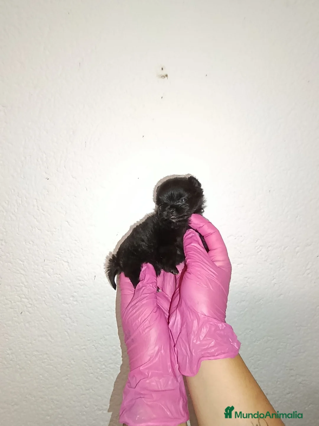 Pomerania perros en venta: Pomerania super pequeña  - Anuncio 4