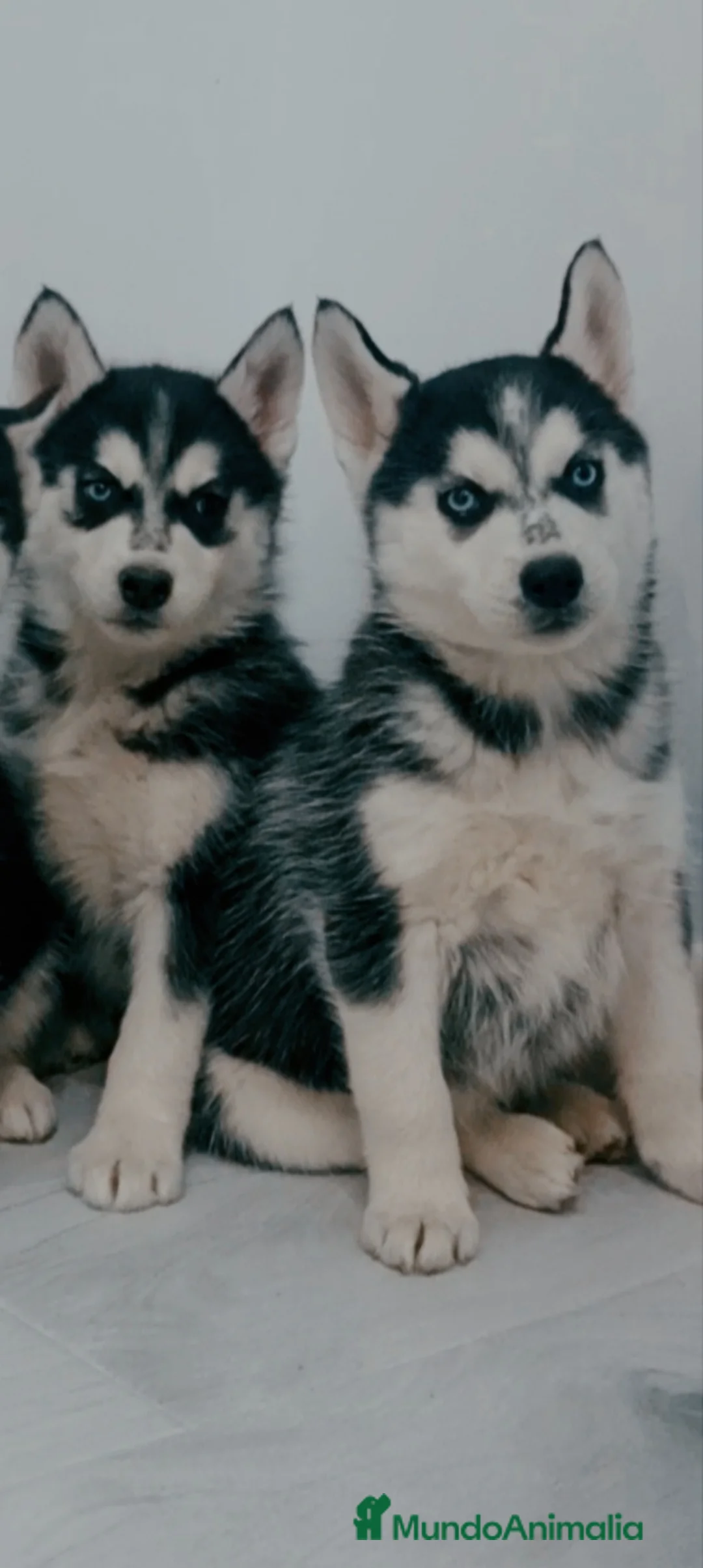 Husky Siberiano perros en venta: Husky siberianos cachorros  - Anuncio 4