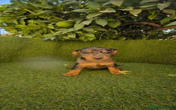 Teckel Miniatura perros en venta: teckel miniatura arlequin - Imagen 18