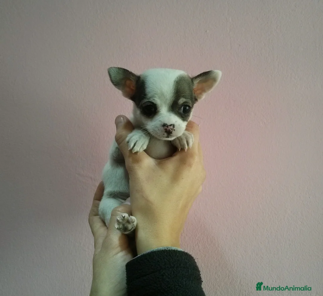 Chihuahua perros en venta: Chihuahua - Anuncio 7
