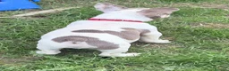 Bulldog Francés perros en venta: Bulldog frances  - Anuncio 5