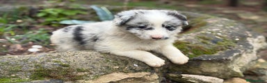 Border Collie Blue Merle