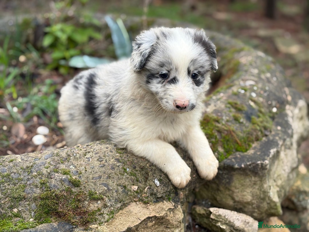 Border Collie perros en venta: 🐾 Preciosos Border Collie con pedigree 🐾 - Anuncio 6