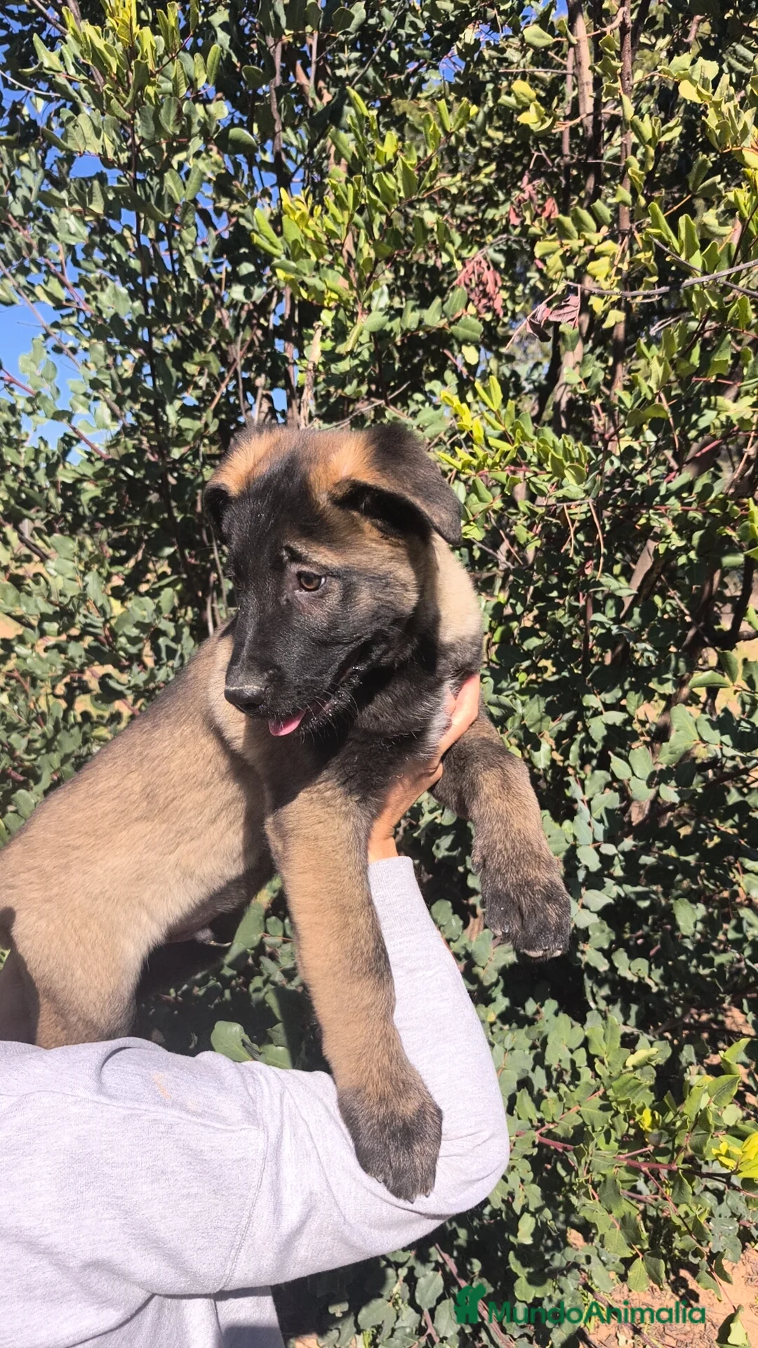 Pastor del Cáucaso perros en venta: Pastor del Cáucaso  - Anuncio 3
