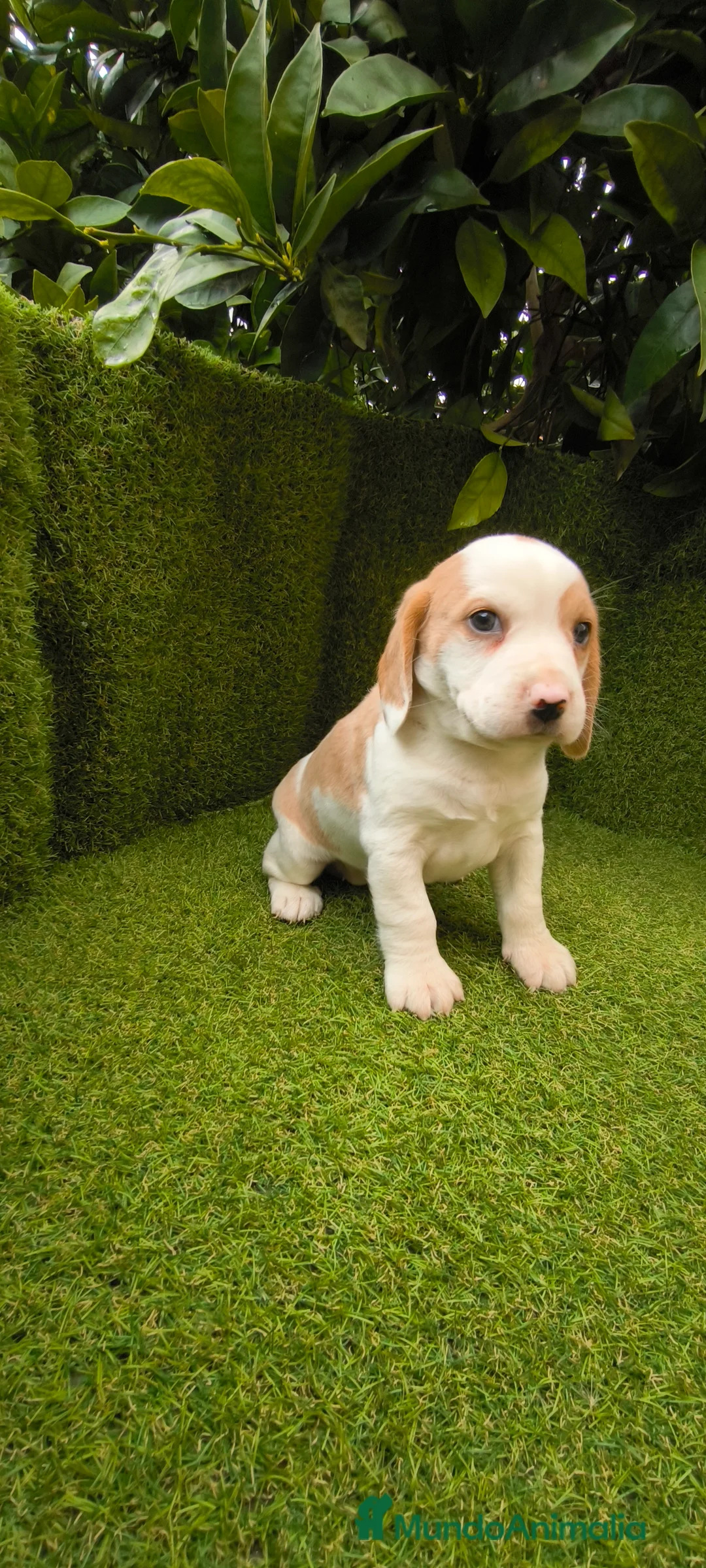 Beagle perros en venta: Beagles tricolor y bicolor  - Anuncio 10