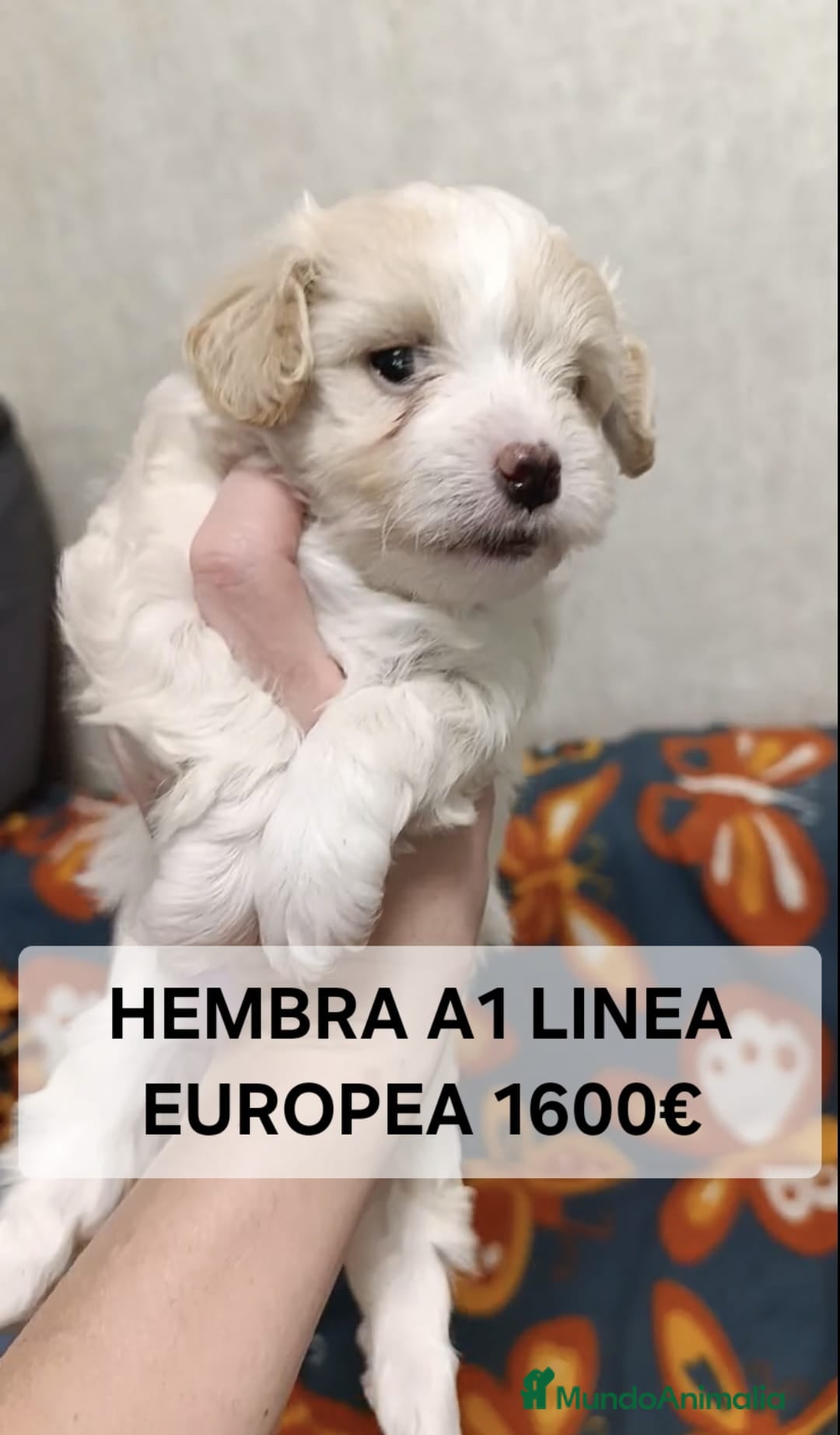 Maltipoo perros en venta: Preciosos cachorros Yorkiepoo  en Lugo - Anuncio 7
