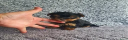Yorkshire Terrier perros en venta: Yorkshire toy - Anuncio 3