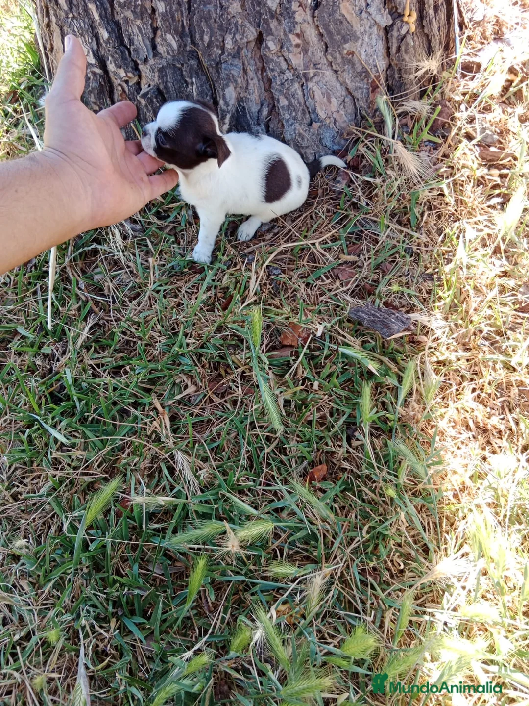 Chihuahua perros en venta: Chihuhua macho bicolor - Anuncio 1