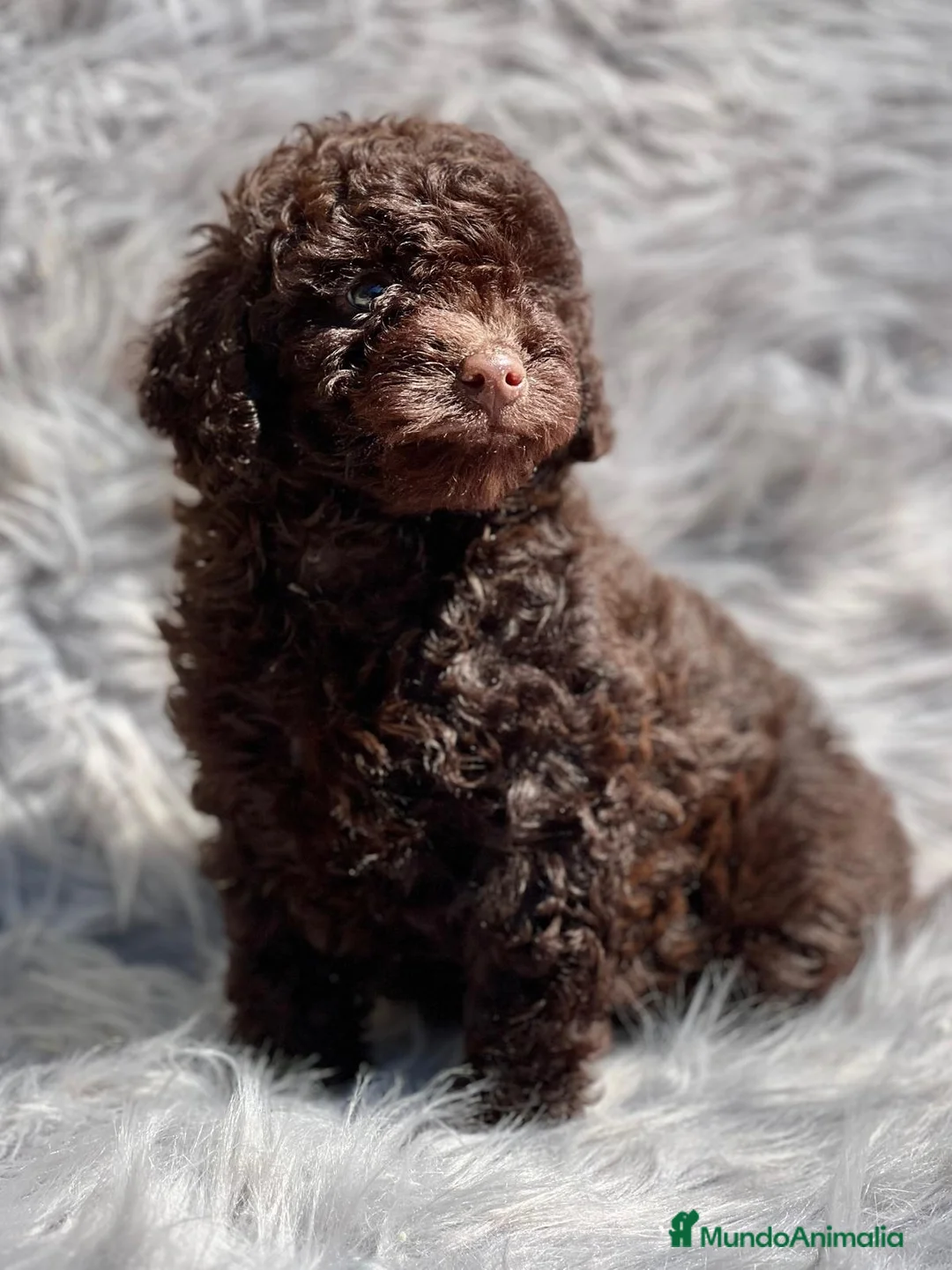 Caniche Toy perros en venta: Caniche chocolate en Barcelona - Anuncio 3