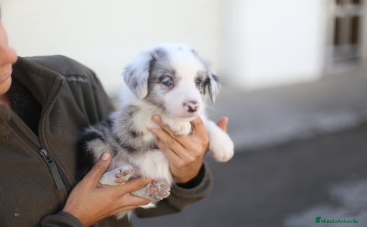 Border Collie perros - Anuncio 3