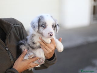Border Collie perros - Anuncio 10