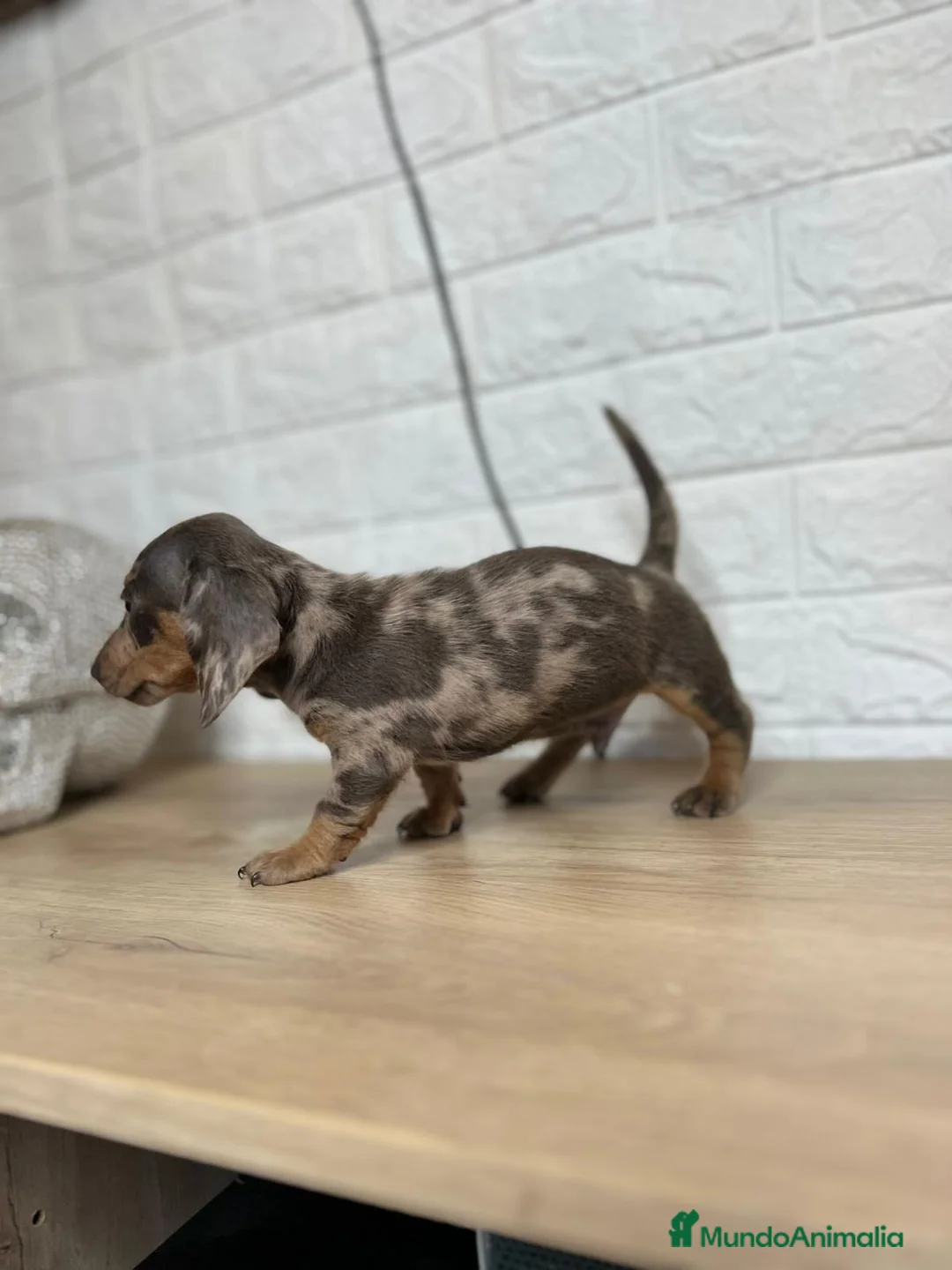 Teckel perros en venta: TECKEL //// DUCHSHUND  en Badajoz - Anuncio 1