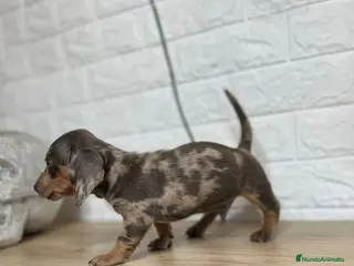 Teckel perros TECKEL //// DUCHSHUND en Badajoz - Anuncio 15