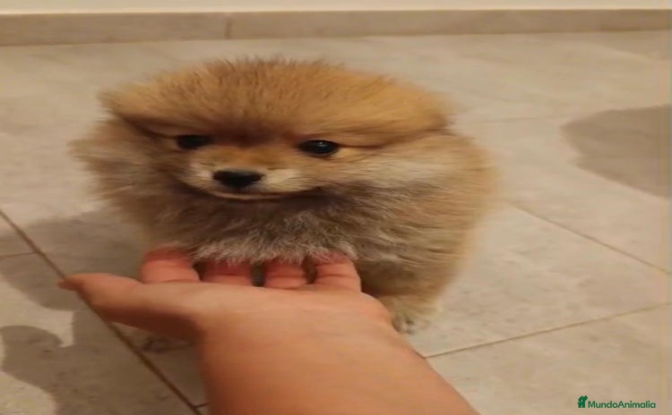 Pomerania perros - Propaganda 3