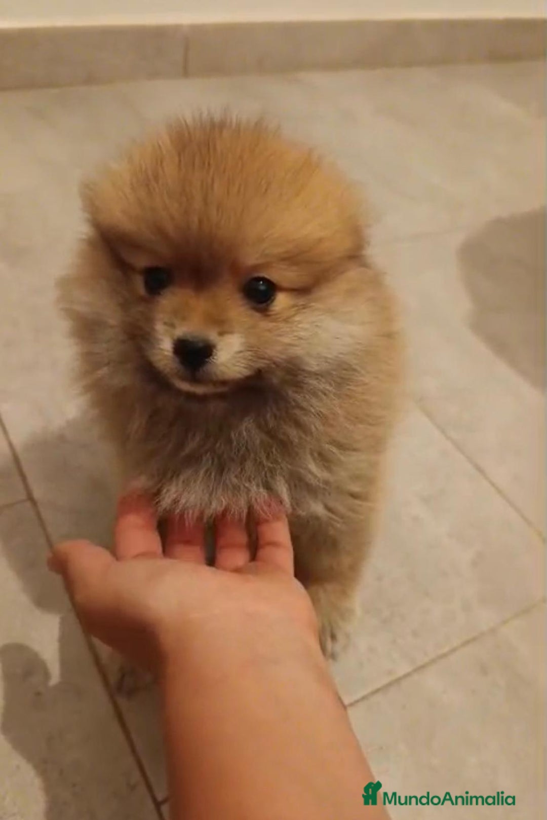 Pomerania perros en venta: Último hembra pomerania toy - Imagen 1