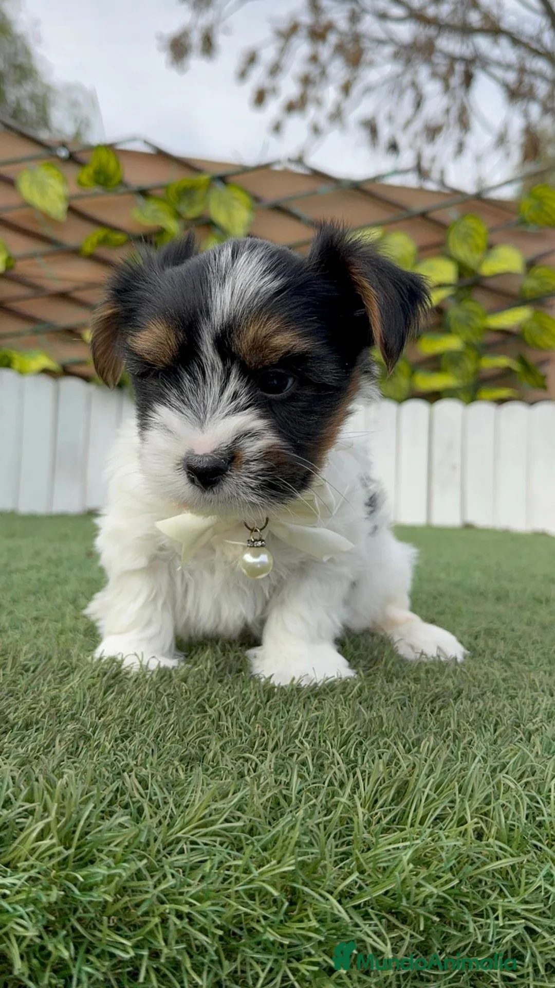 Yorkshire Terrier perros en venta: YORKSHIRE BIEWER - Anuncio 6