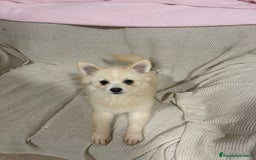 Pomerania perros en venta: Pomeranias machos 6 meses - Anuncio 6