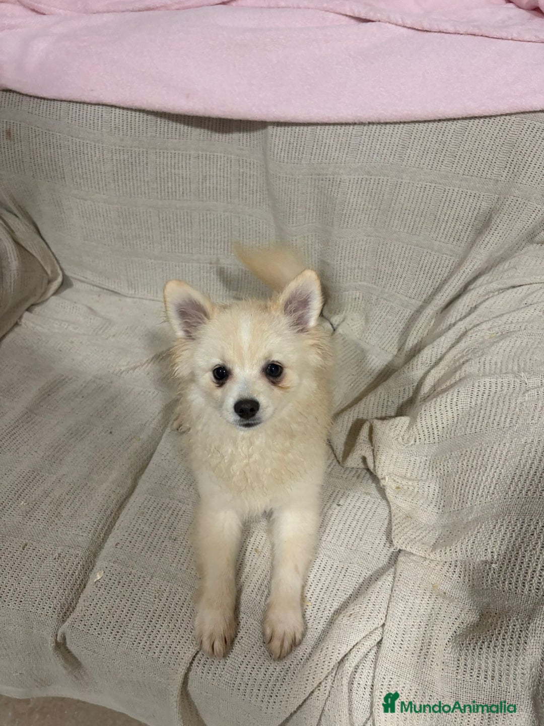 Pomerania perros en venta: Pomeranias machos 6 meses - Anuncio 6