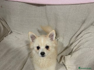 Pomerania perros Pomeranias machos 6 meses - Anuncio 1