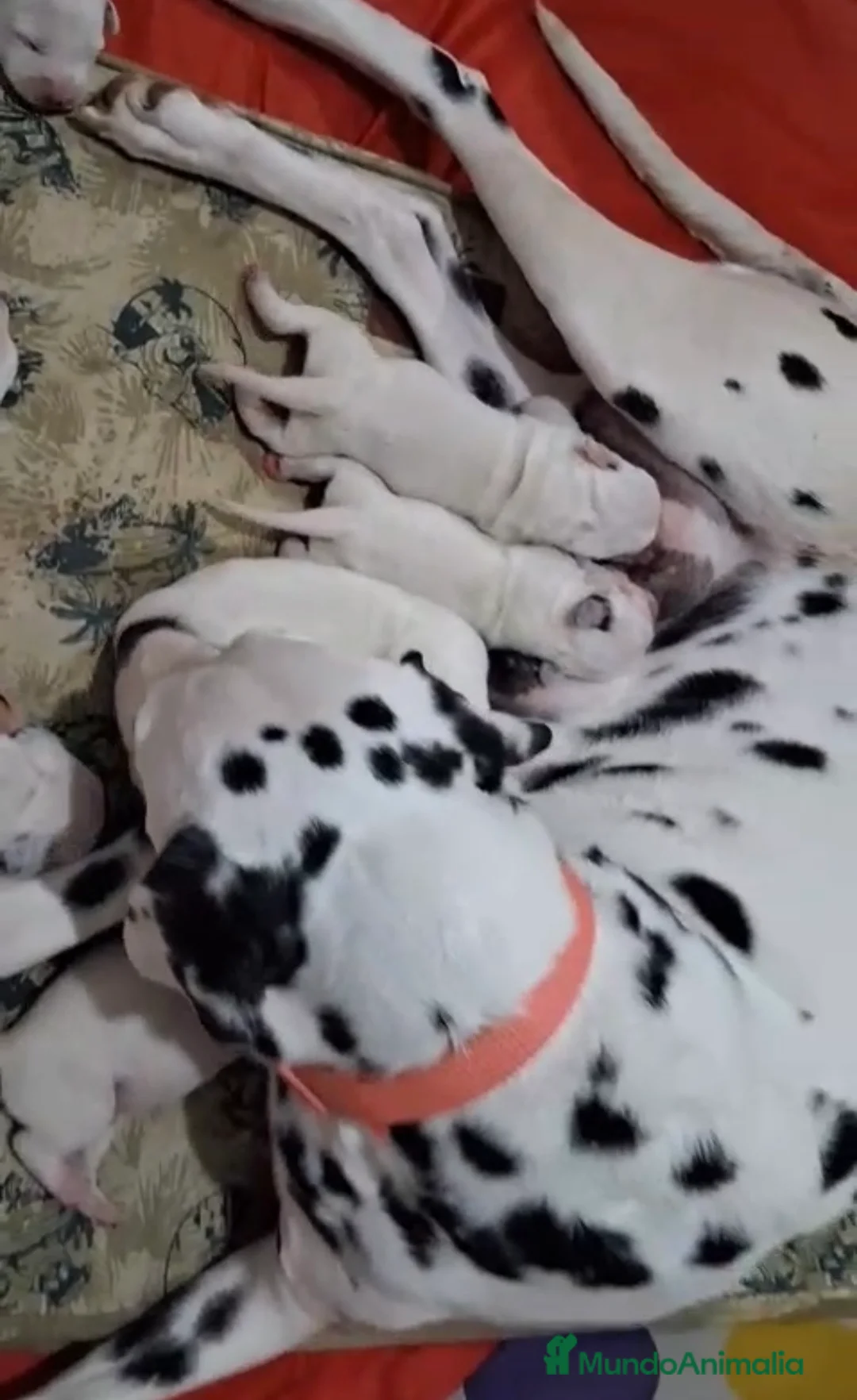 Dálmata perros en venta: Dalmata disponibles 🐾🐶 - Anuncio 2