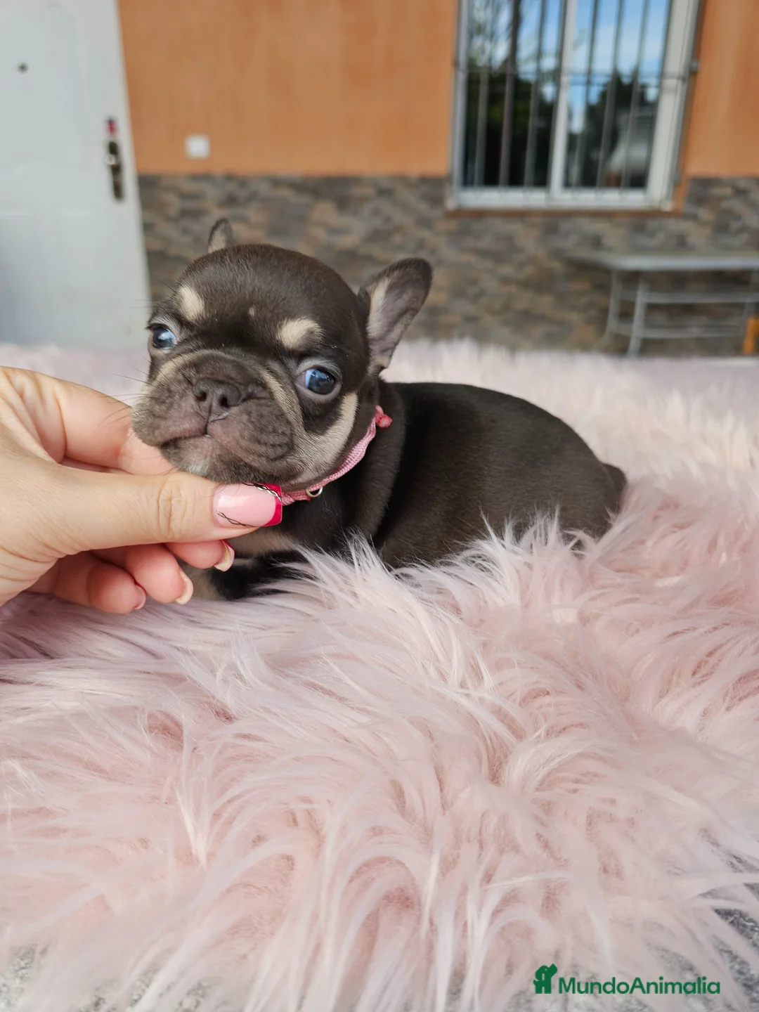 Bulldog Francés perros en venta: Bulldog francés cocoa and tan - Anuncio 2