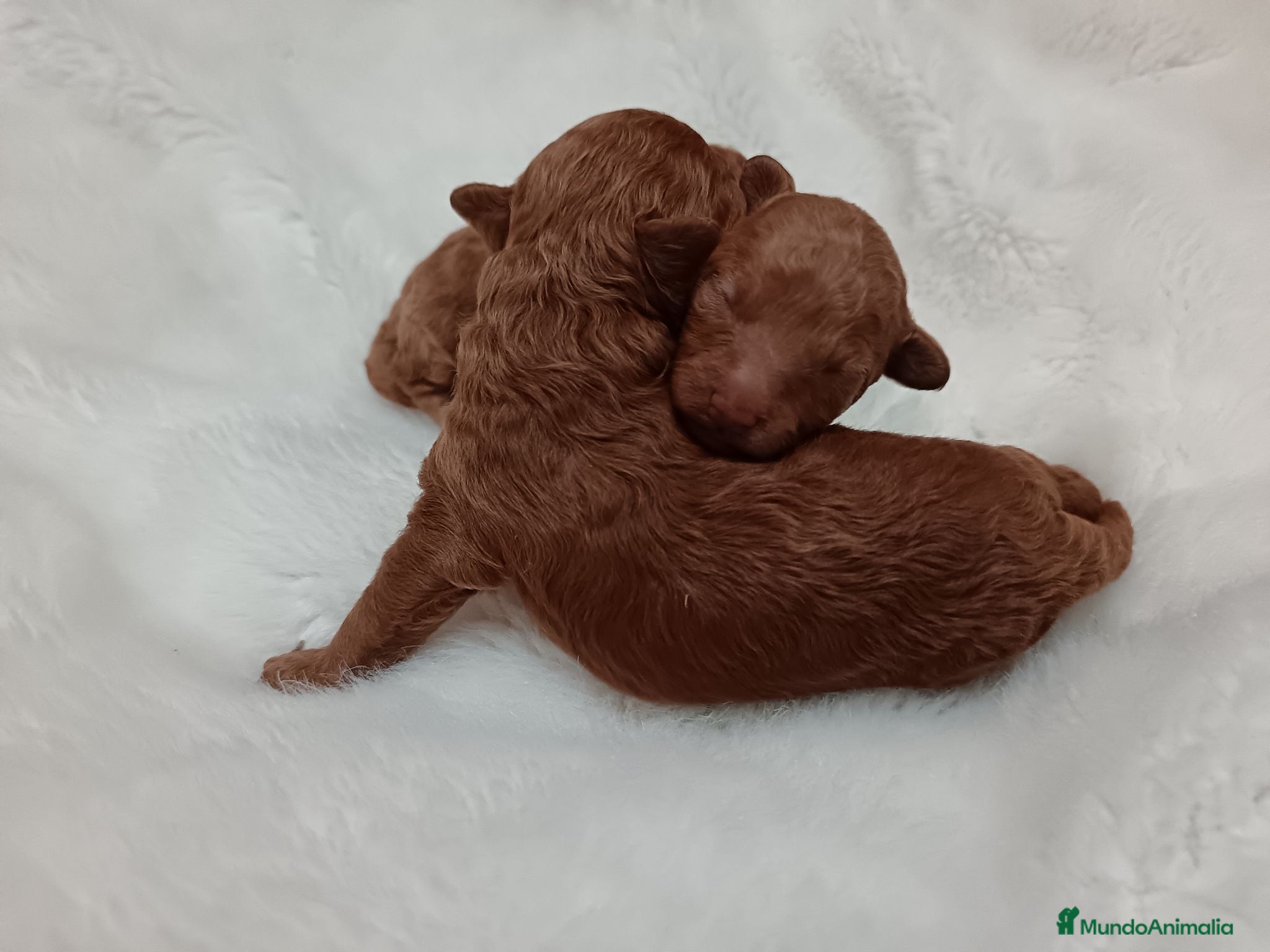 Caniche Toy perros CACHORROS DE CANICHES TOY - Anuncio 2