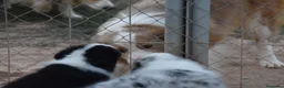Border Collie perros en venta: Cachorro de Border Collie disponibles - Anuncio 14