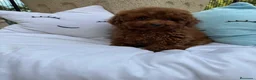 Caniche Toy perros en venta: Caniche Toy líneas asiáticas  - Anuncio 2