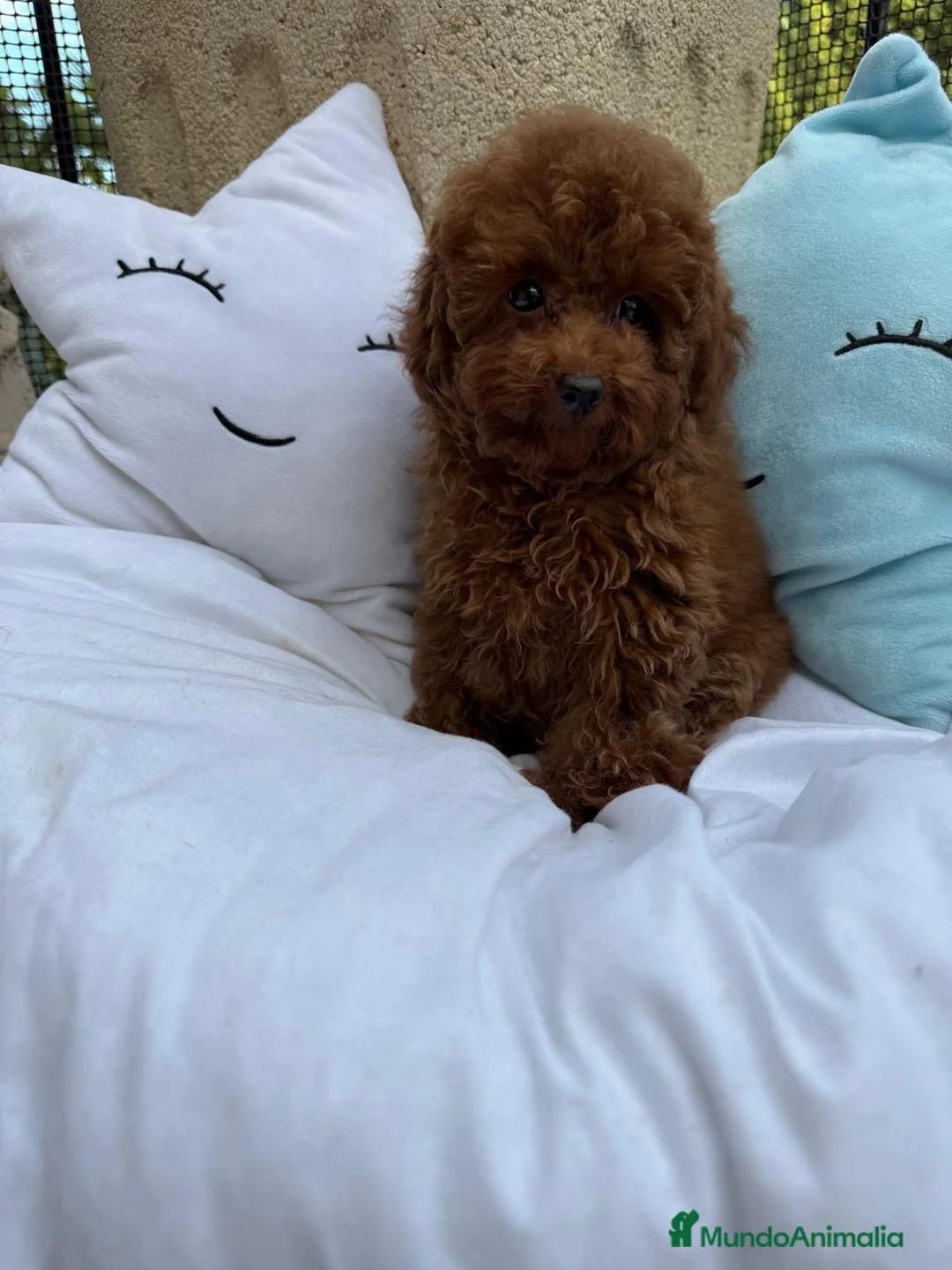 Caniche Toy perros en venta: Caniche Toy líneas asiáticas  - Anuncio 2