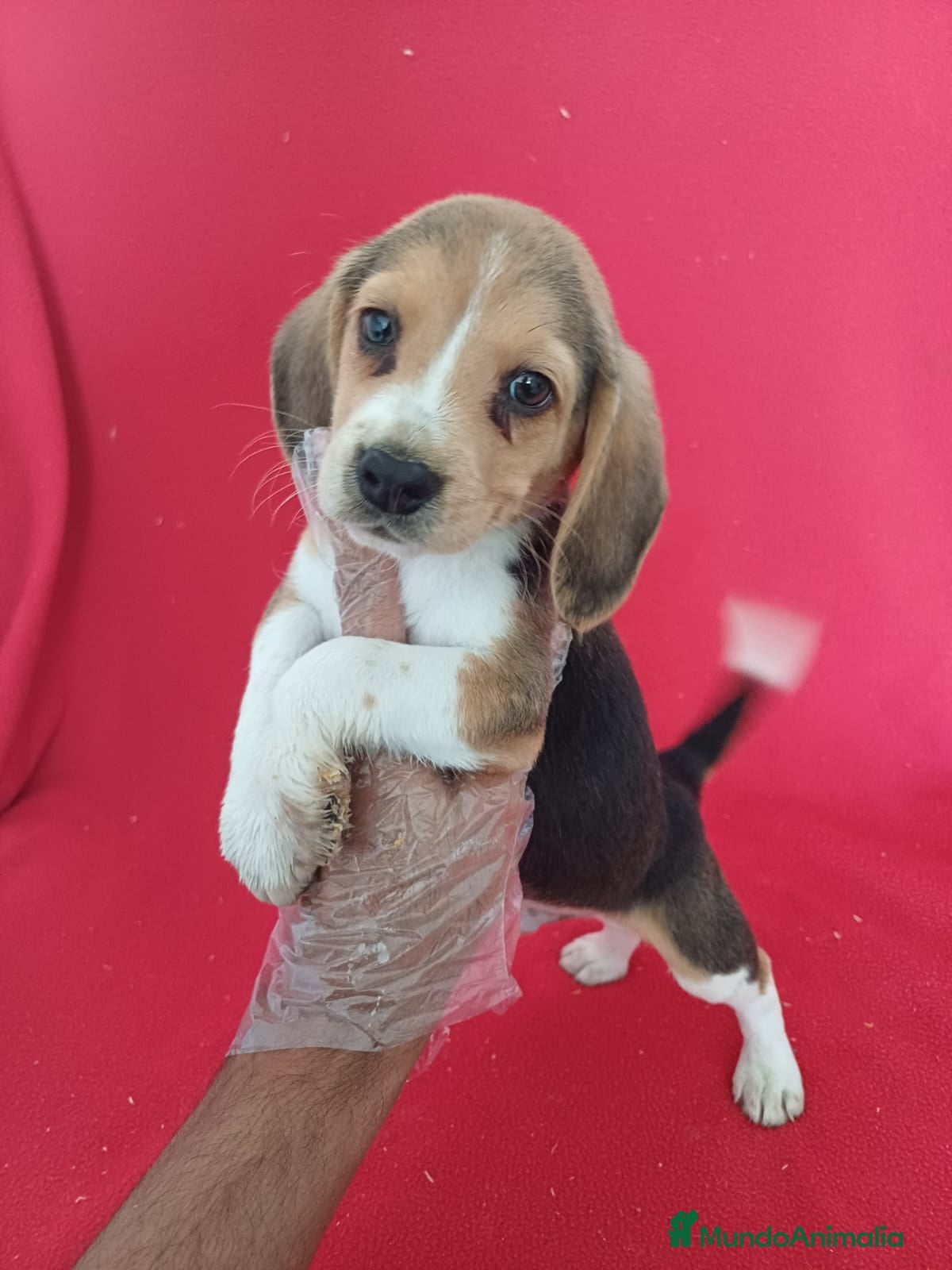 Beagle perros Beagle  - Anuncio 1