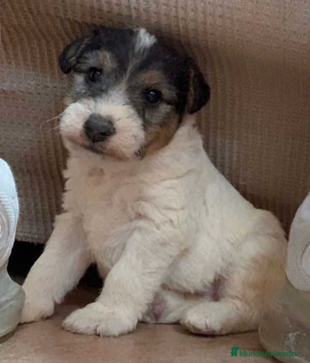 Fox Terrier de Pelo Duro perros Fox terrier pelo duro - Anuncio 2