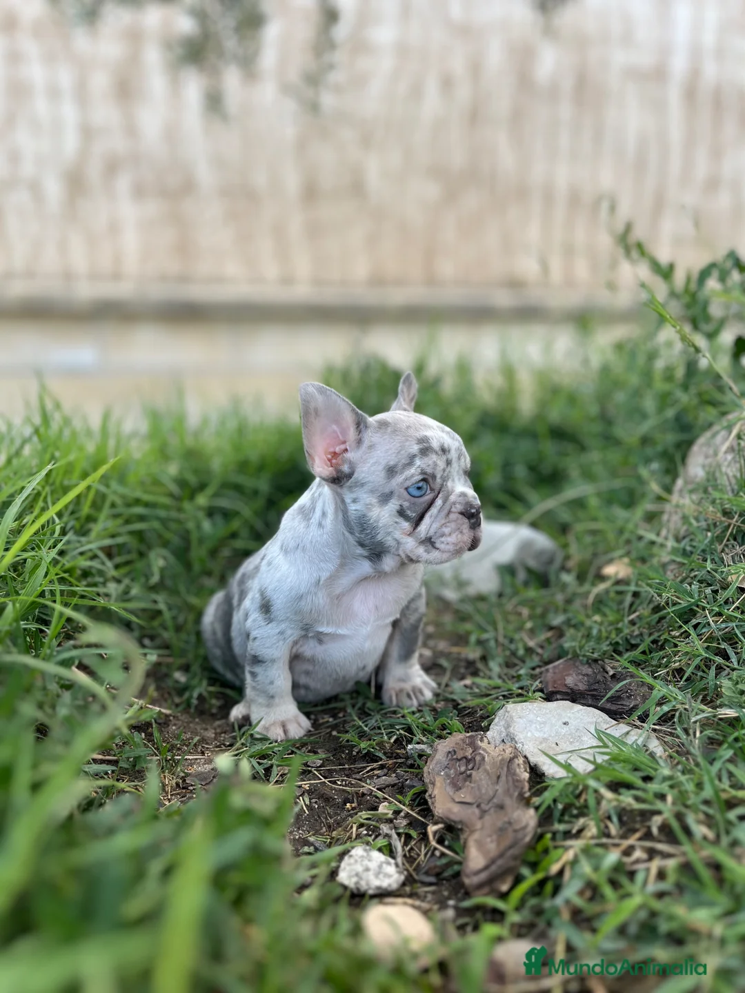 Bulldog Francés perros en venta: Bulldog francés  - Anuncio 1