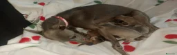 Raza Mixta perros en venta: Camada de Greyhuahua  - Anuncio 5
