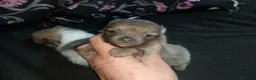 Pomerania perros en venta: ✨ Pareja de maltipom no envío recoger en Córdoba  - Anuncio 4