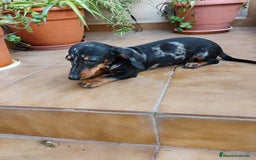 Teckel perros en venta: Cachorro teckel arlequín plata  - Imagen 3