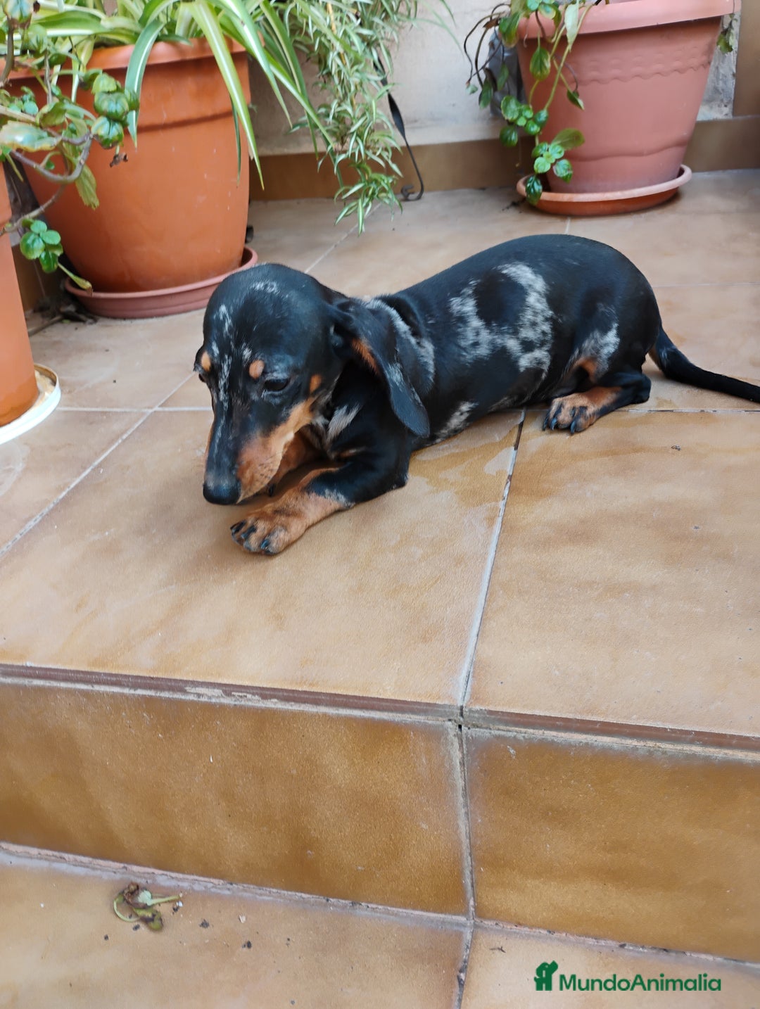 Teckel perros en venta: Cachorro teckel arlequín plata  - Imagen 3