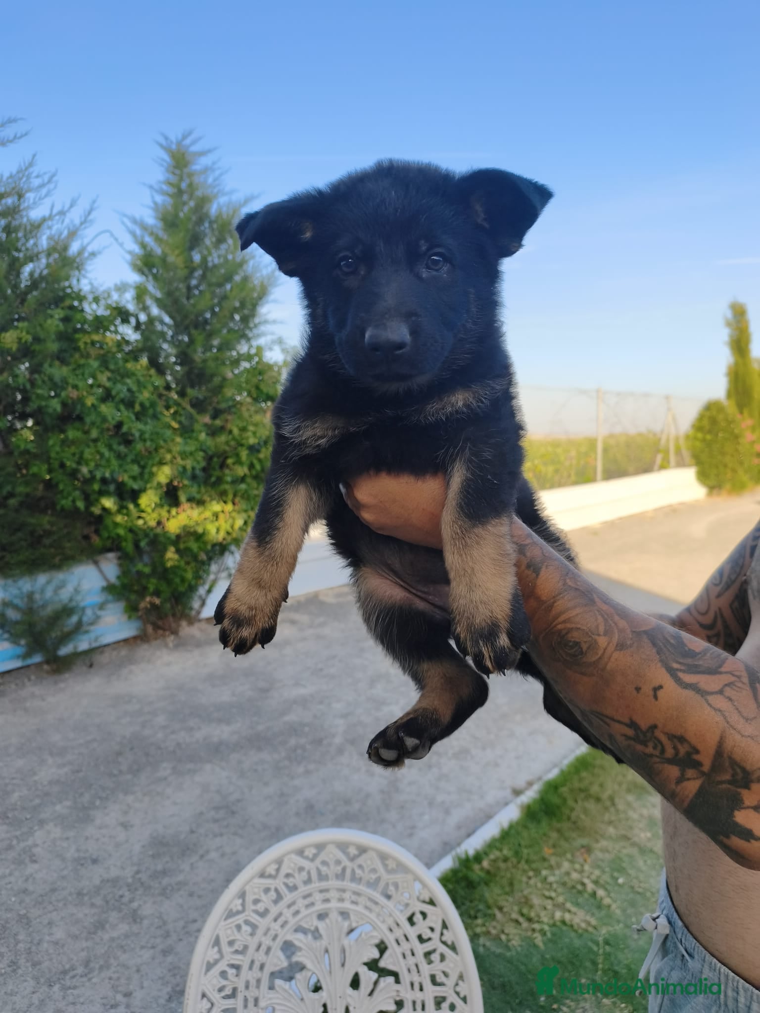 Pastor Alemán perros en venta: Disponible Pastores Alemanes de Trabajo  - Anuncio 2