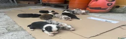 Border Collie perros en venta: Cachorros Border colie  - Anuncio 3