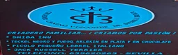 Jack Russell Terrier perros en venta: CACHORROS DE JACK RUSSELL - Anuncio 2