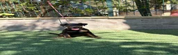 Terrier Alemán de Caza perros en venta: Cachorra de Jagd terrier  - Anuncio 2