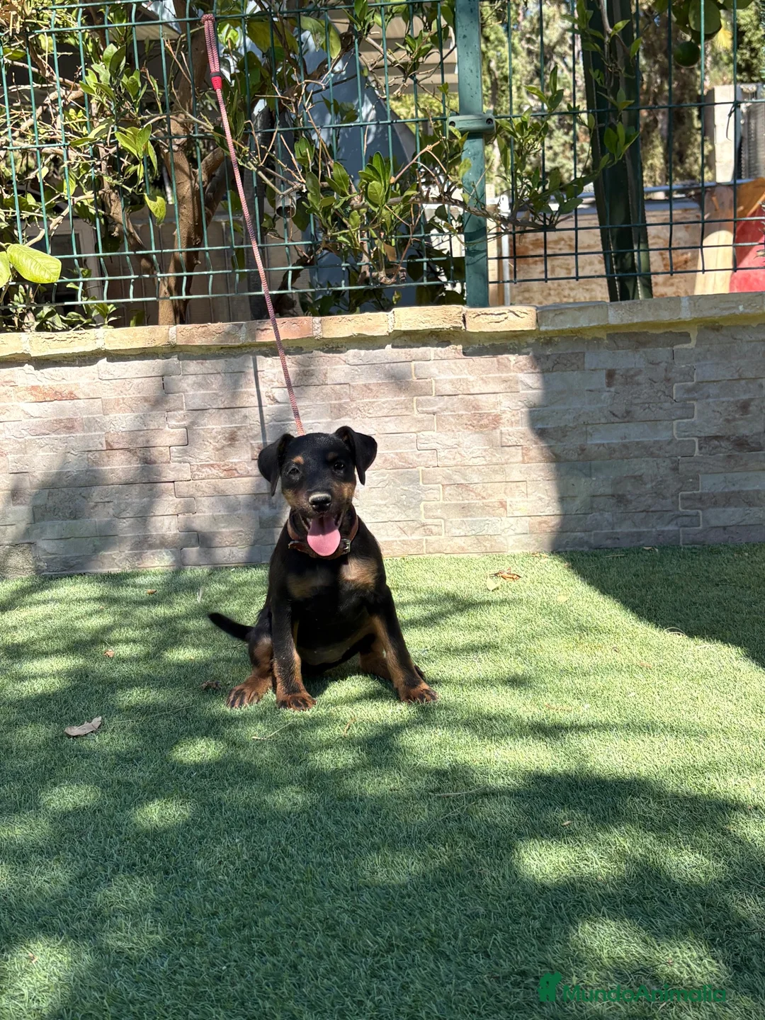 Terrier Alemán de Caza perros en venta: Cachorra de Jagd terrier  - Anuncio 2