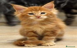 Maine Coon gatos en venta: MAINE COON RUBIA  - Imagen 1