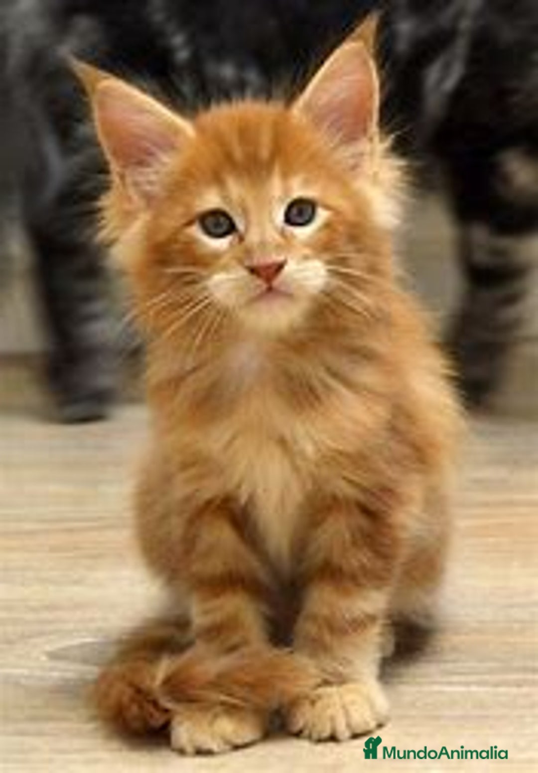 Maine Coon gatos en venta: MAINE COON RUBIA  - Imagen 1